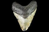 Large, Fossil Megalodon Tooth - North Carolina #108939-1